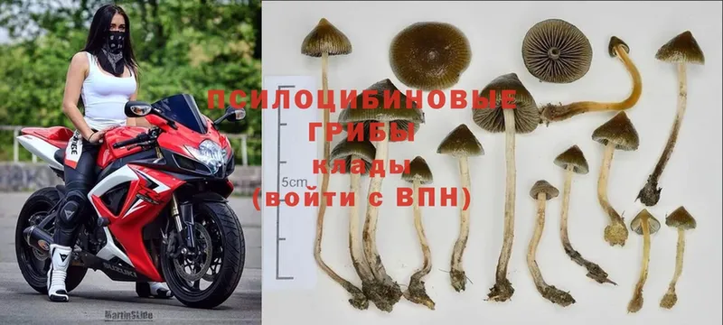 Галлюциногенные грибы Cubensis  MEGA ТОР  Ковылкино 